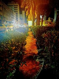 Street amidst trees and buildings at night