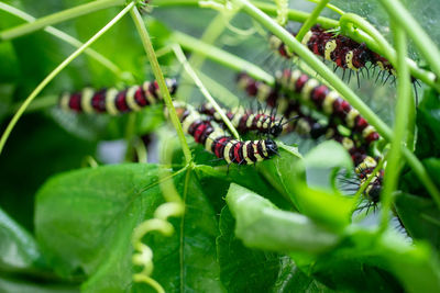 Close-up of insect on leaf