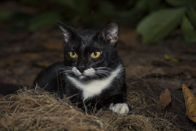 Close-up portrait of cat