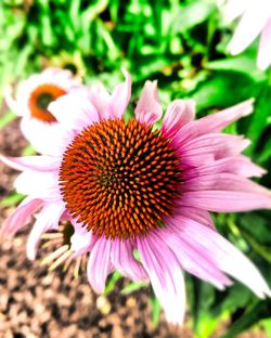 Close-up of coneflower blooming outdoors