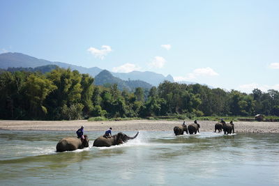 People riding on elephants in river