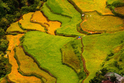 Scenic view of agricultural field