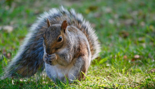 Close-up of squirrel on field