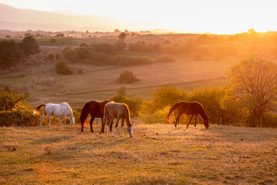 Horses on field against sky during sunset