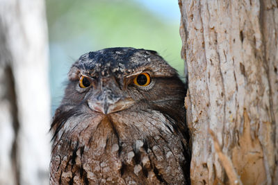 Close-up portrait of a owl