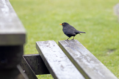 bird