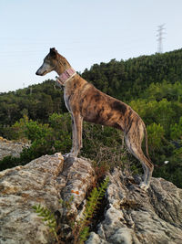 Dog standing on rock