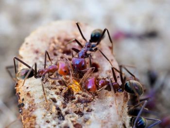 Close-up of ants.