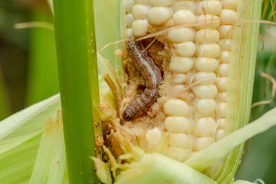 Close-up of insect
