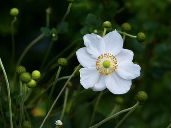 Close-up of white flowering plant