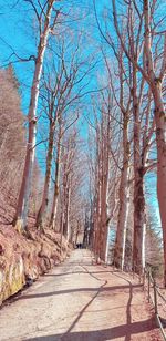 Road amidst bare trees against sky