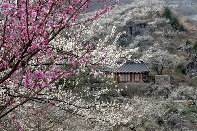 Cherry blossoms in spring