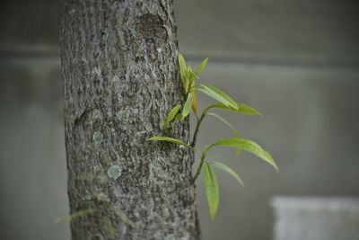 Close-up of plant against tree trunk