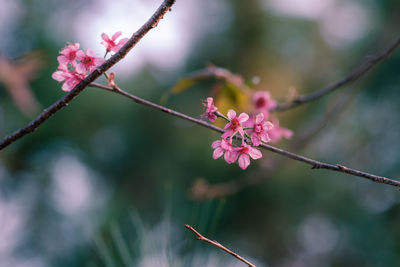 Close-up of pink cherry blossoms on branch