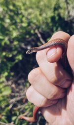 Close-up of hand holding snake