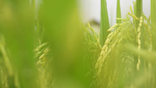 Close-up of wheat growing on field