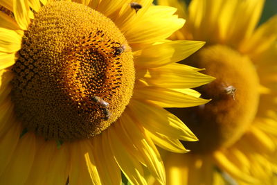 Sunflowers at viverone's lake