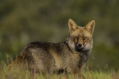 Portrait of meerkat on field