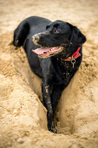Close-up of black dog on beach