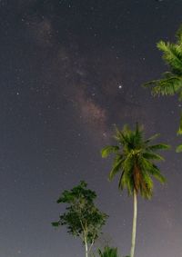 Low angle view of palm tree against sky at night