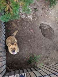 High angle view of dog