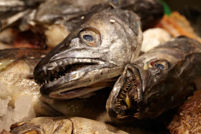 Close-up of dead fishes at market for sale