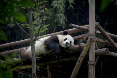 Panda relaxing on bamboo structure in zoo