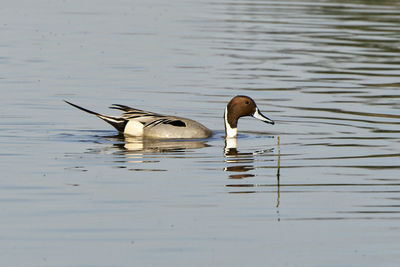 Duck swimming in lake