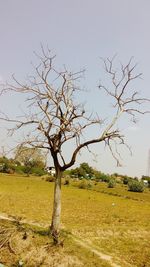 Tree on field against sky