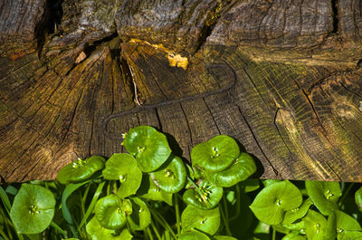 Close-up of fresh green leaves on tree trunk
