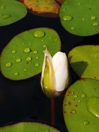 Close-up of lotus water lily in pond