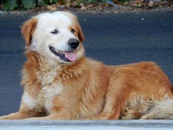 Portrait of dog looking away