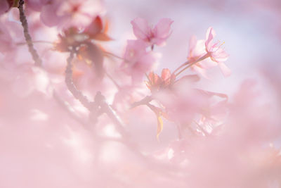 Close-up of pink cherry blossoms
