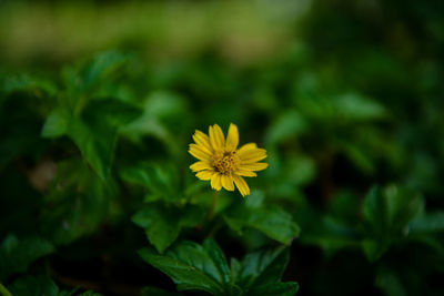 Close-up of yellow flowering plant