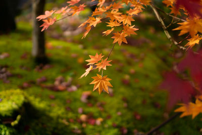 Close-up of maple leaves on plant