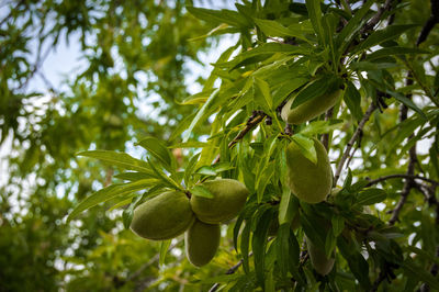 Low angle view of fruits growing on tree