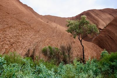 Plants growing on land against sky