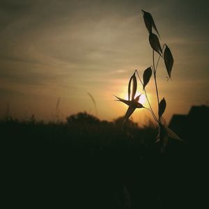 Close-up of silhouette plant on field against sky at sunset