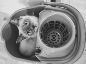 Close-up portrait of cat in kitchen