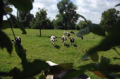 Cows grazing on grassy field