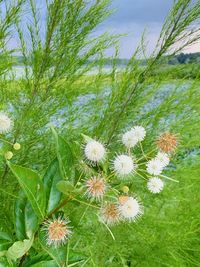 Close-up of white flowering plant