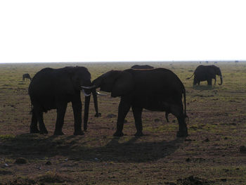 Horses on landscape against clear sky