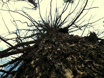 Low angle view of bare trees against sky