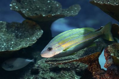 Close-up of fish swimming in sea