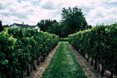 Green vineyard