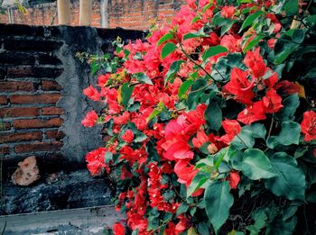 Close-up of red flowers