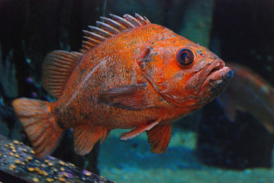 Close-up of fish swimming in aquarium