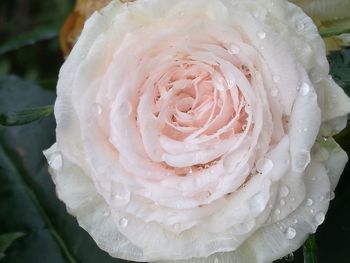 Close-up of white rose blooming outdoors