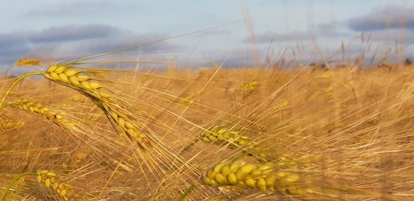 Close-up of wheat crops on field against sky