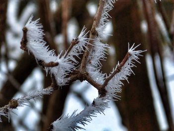 Close-up of snow on plant during winter